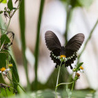 Common mormon butterfly in Taroko National Park, Taiwan