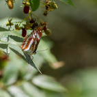 Himalayan sergeant butterfly in Taroko National Park, Taiwan