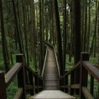 Walking trail in Alishan National Scenic Area, Taiwan