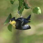 Yellow tit in Taiwan.
