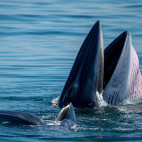 Eden's whale in the Gulf of Thailand.