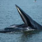 Eden's whale in the Gulf of Thailand.