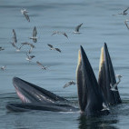 Eden's whale in the Gulf of Thailand.