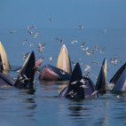 Eden's whale pod in the Gulf of Thailand