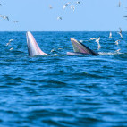 Eden's whale in the Gulf of Thailand