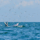 Eden's whale pod in the Gulf of Thailand