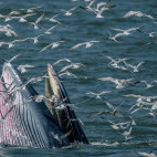 Eden's whale in the Gulf of Thailand