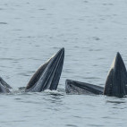 Eden's whale in the Gulf of Thailand