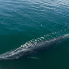 Eden's whale in the Gulf of Thailand