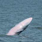 Eden's whale in the Gulf of Thailand