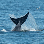 Eden's whale in the Gulf of Thailand