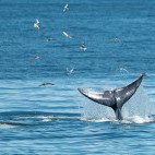 Eden's whale in the Gulf of Thailand