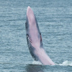 Eden's whale in the Gulf of Thailand