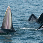 Eden's whale in the Gulf of Thailand