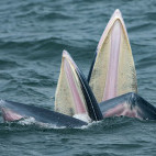 Eden's whale in the Gulf of Thailand