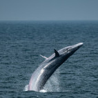 Eden's whale in the Gulf of Thailand