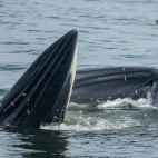 Eden's whale in the Gulf of Thailand