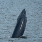 Eden's whale in the Gulf of Thailand