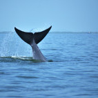 Eden's whale in the Gulf of Thailand