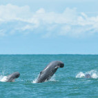 Finless porpoise in the Gulf of Thailand