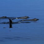Finless porpoise in the Gulf of Thailand