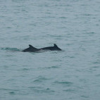 Indo-Pacific humpback dolphin in Thailand