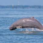 Irrawaddy dolphin in the Gulf of Thailand