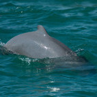 Irrawaddy dolphin in the Gulf of Thailand