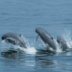 Irrawaddy dolphin in the Gulf of Thailand