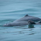 Irrawaddy dolphin in the Gulf of Thailand