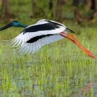 Jabiru stork in Australia