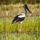 Jabiru stork in Australia.