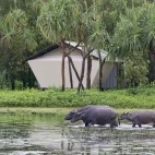 Buffalo in Australia