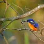 An azure kingfisher in Australia