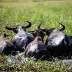 Buffalo in Australia