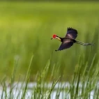 Comb-crested jacana in Australia
