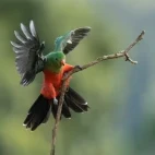 Australian king parrot in Australia