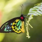 Birdwing butterfly in Australia