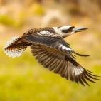 Laughing kookaburra in Australia