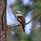 Laughing kookaburra in Australia