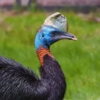 Northern cassowary in Australia