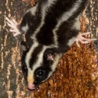 Striped possum in Australia