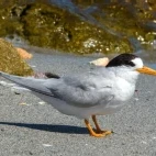 Australian fairy tern in Australia
