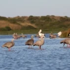 Cape Barren geese in Australia