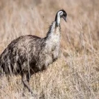 Emu in Australia