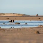 Pied oystercatcher in Australia