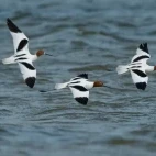 Red-necked avocet in Australia