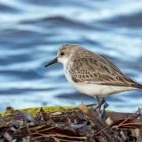 Red-necked stint in Australia