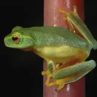 Dainty green frog in Australia