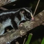 Striped possum in Australia